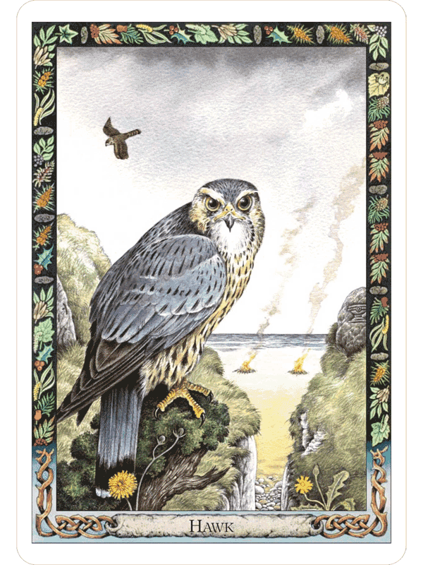 The Druid Oracles - Hawk