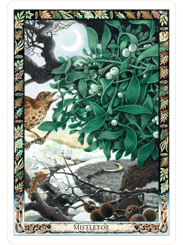 The Druid Oracles - Mistletoe