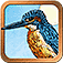 Animal Totem Tarot
