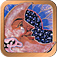 The Enchanted Tarot